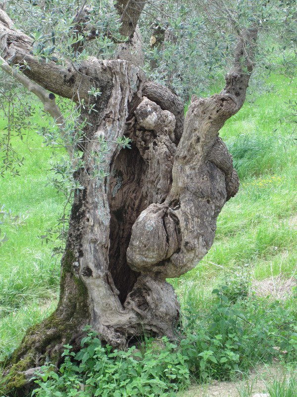 009 gnarly olive tree 20121216 1722091694