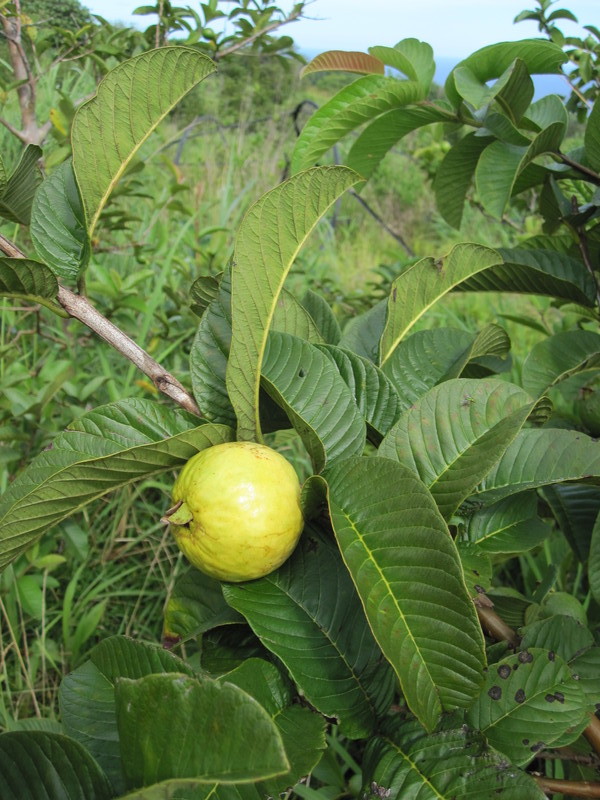 23 ripe guava 20121212 1400914800