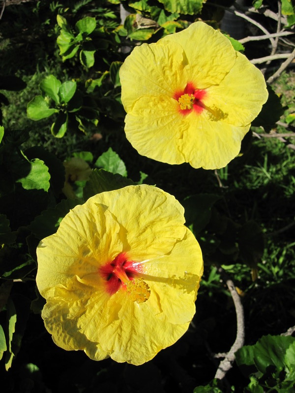 27 yellow hibiscus state flower of hawaii 20121212 1230022836