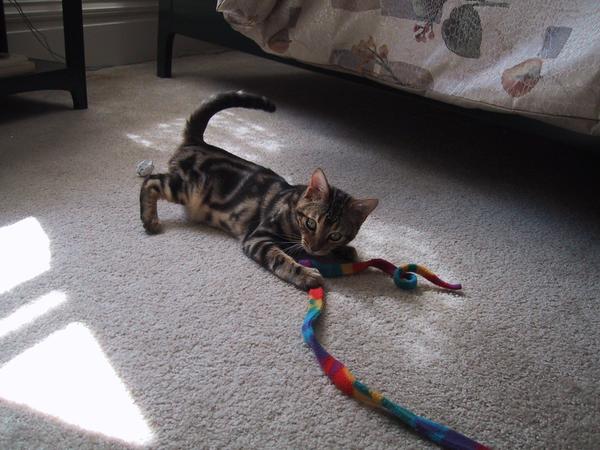 Mondo playing with the rainbow ribbon