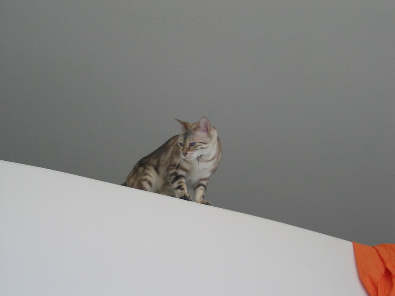 Shasta prowling on the ledge