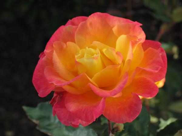 Beautiful rose in half shade
