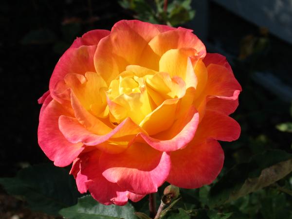 Beautiful rose in the sunshine
