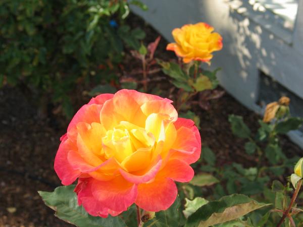 Beautiful roses in the sunshine