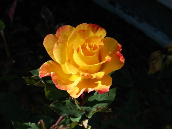 Little rose in the sunshine