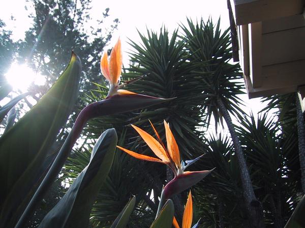 Our birds of paradise