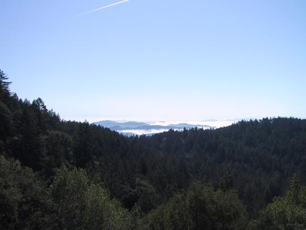 The forest of mt