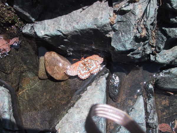Dead butterfly in a rock pool