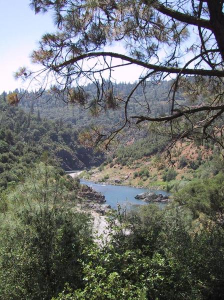Idyllic view of the river through a pine