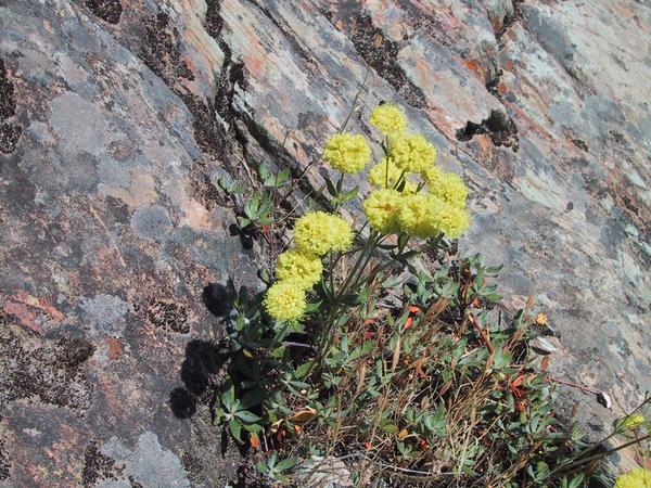 More flowers on the rocks