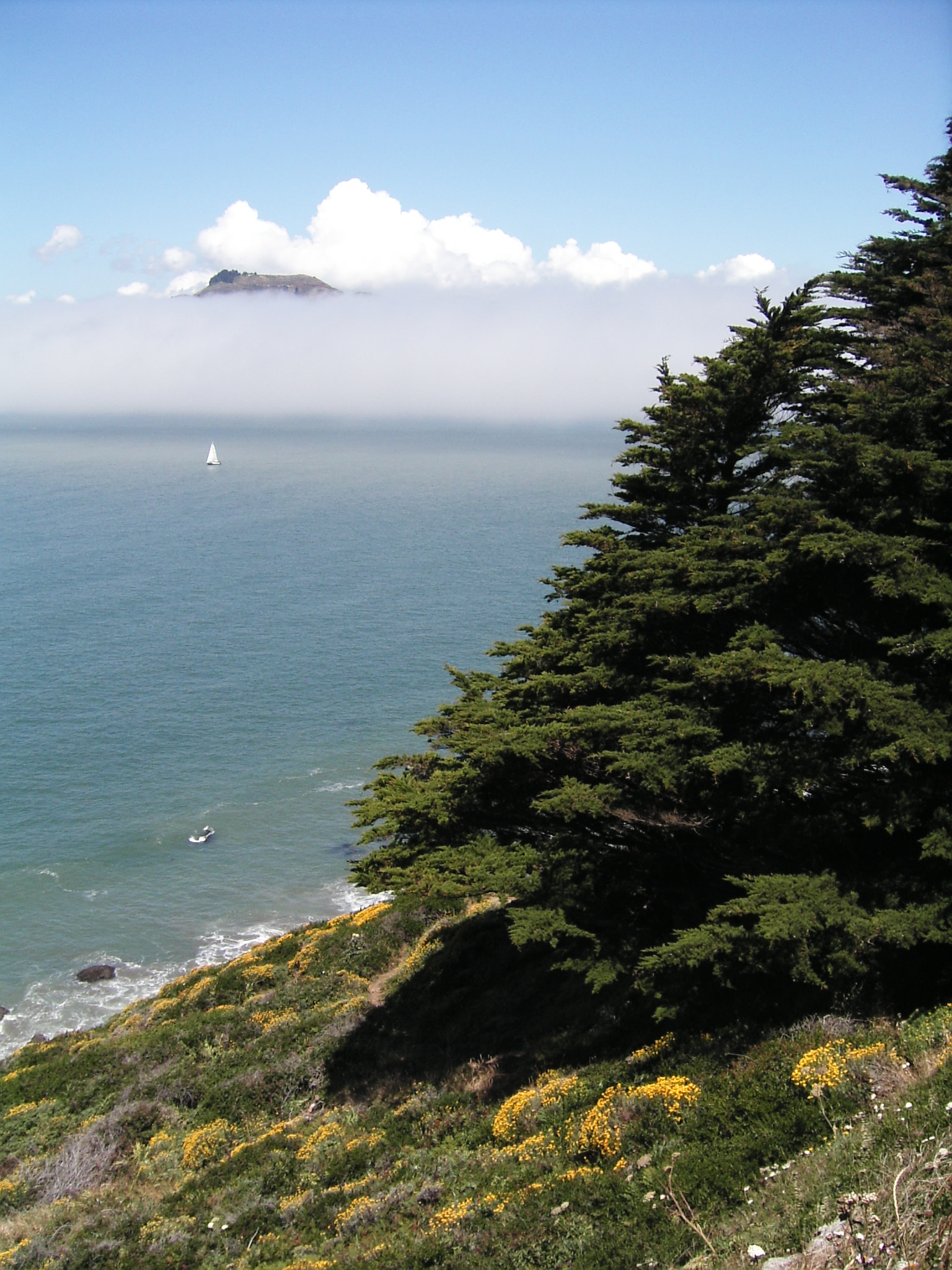 Marin headlands, windswept trees and wildflowers