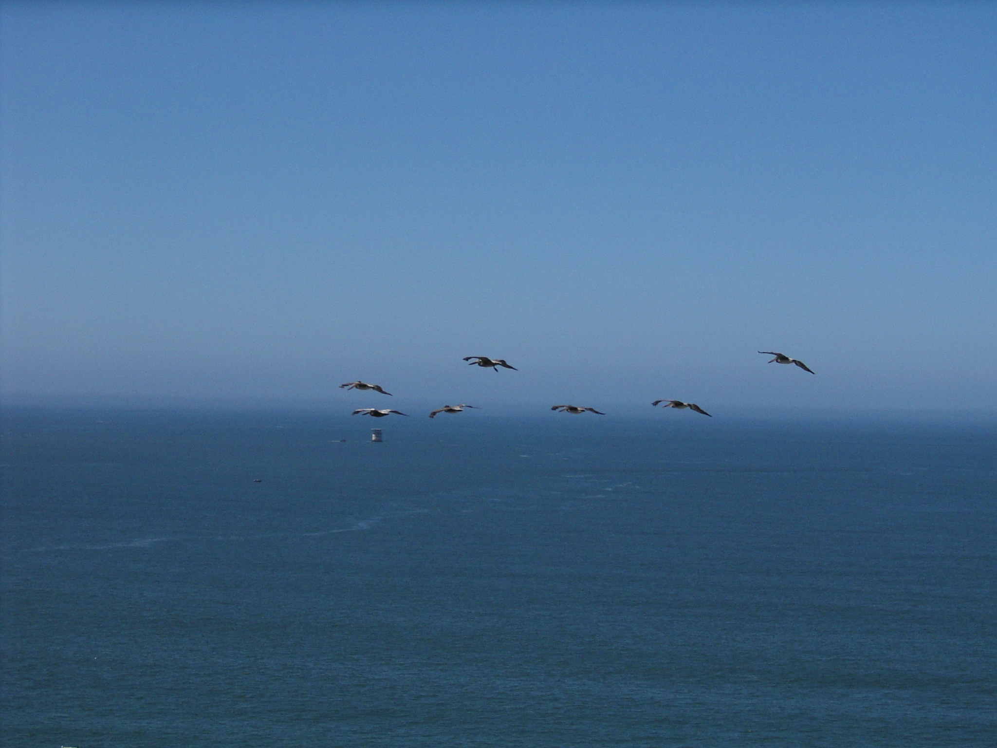 Pelicans dancing in the air