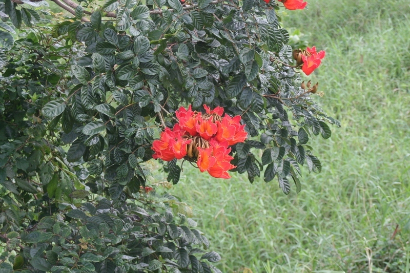 African tulip tree makai of umauma bridge