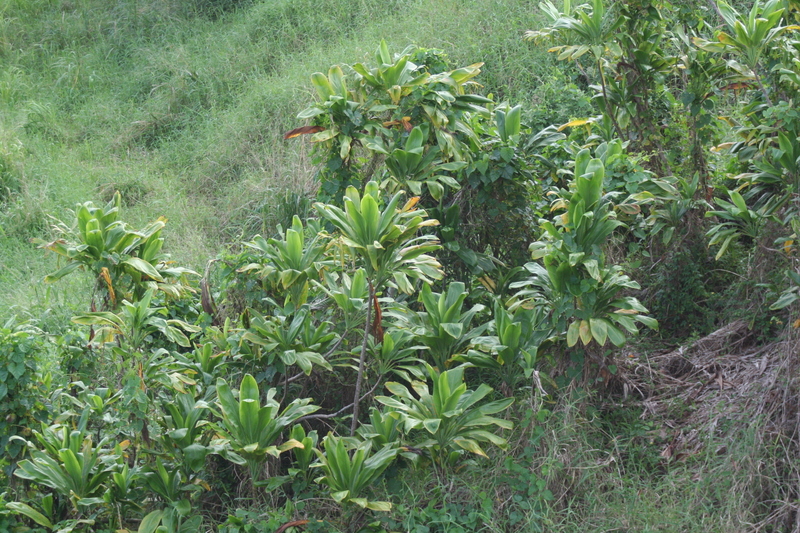 Green shrubs