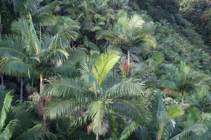 Palms
