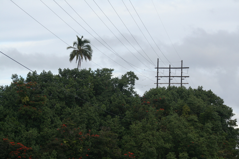 Power lines and palm