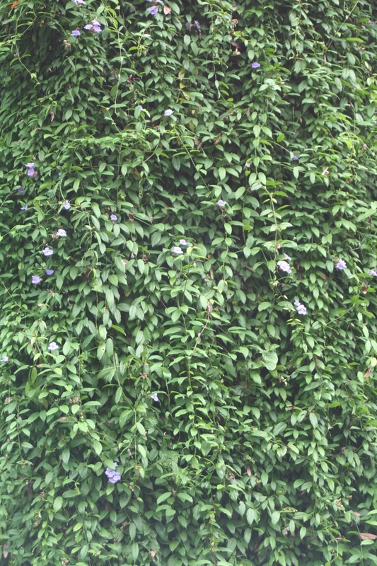 A wall of green