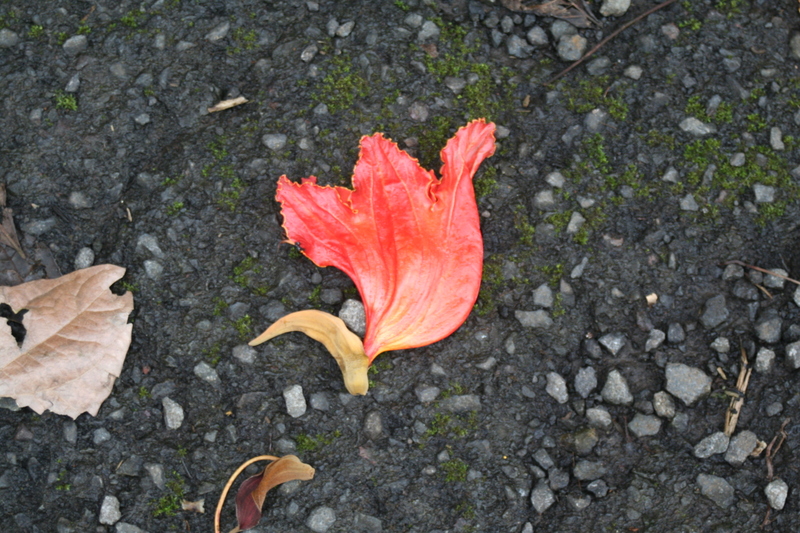 African tulip tree