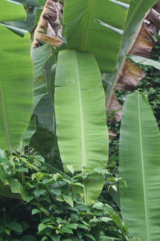 Banana straight