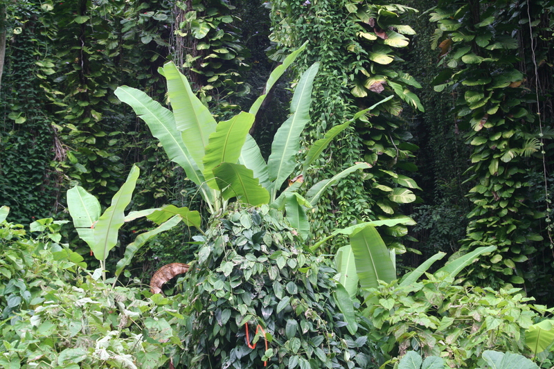 Bananas and smothered trees