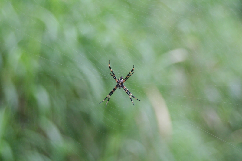 Giant spider
