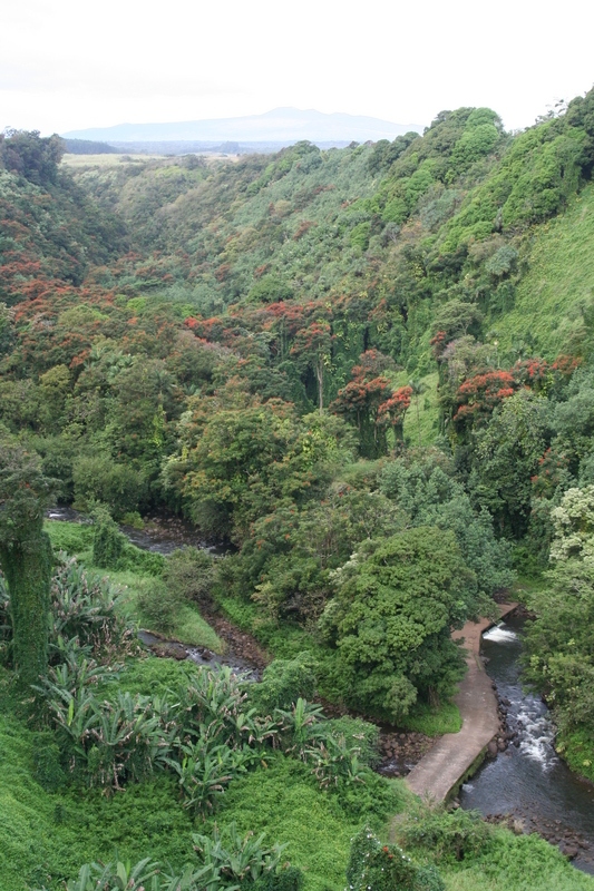 Hakalau valley from the bridge