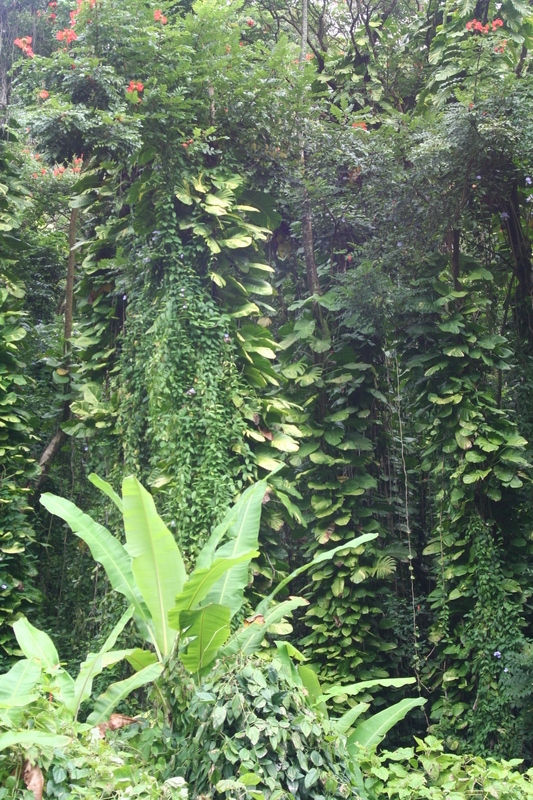 Luxuriant green