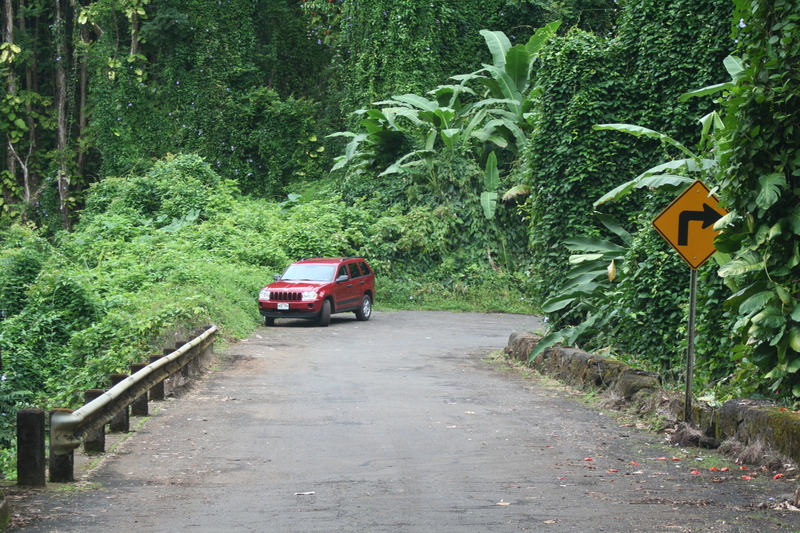 The car and the sea of green