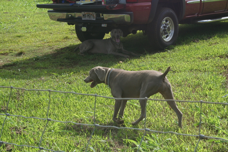 Proud dog