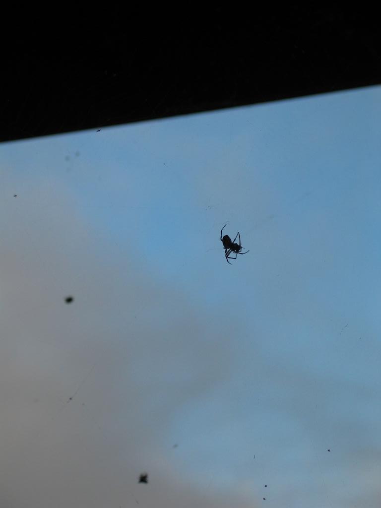 The big and ugly spiders