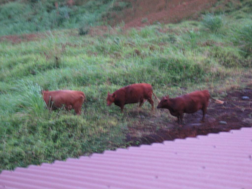 The mythical cows