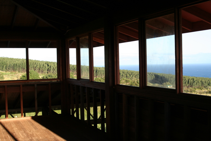 Looking out to the eucalyptus trees