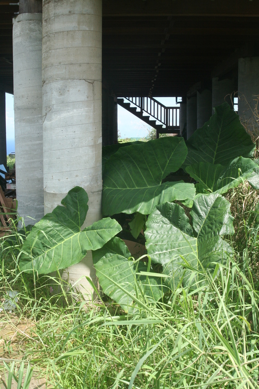 Kalo from the front