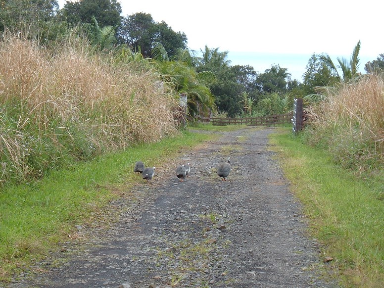 Turkeys