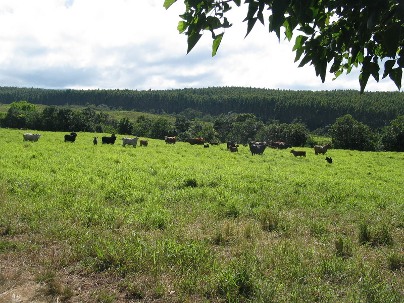 Cows on the pasture mauka of the house