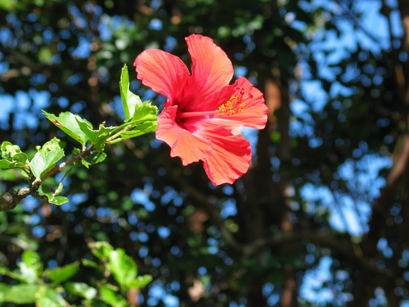 Hibiscus blazing in the sun