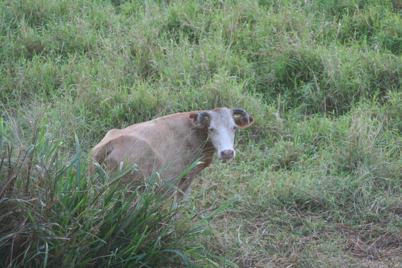 The bull in the china green