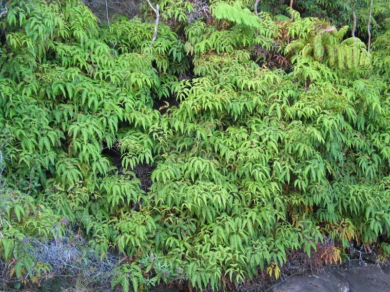 Ferns