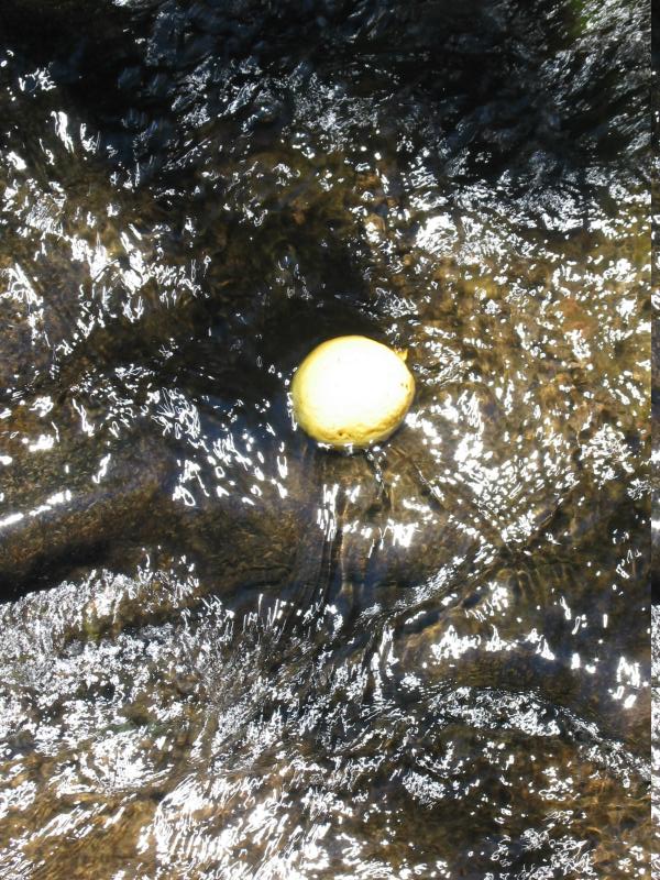 Guava in the stream