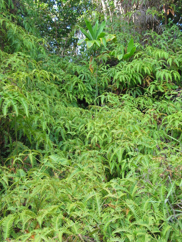 More ferns