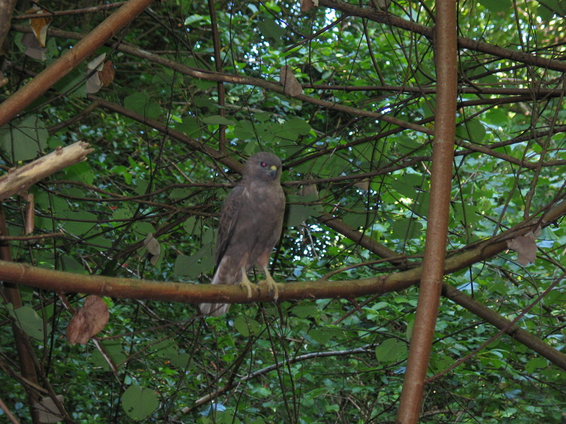 The owl
