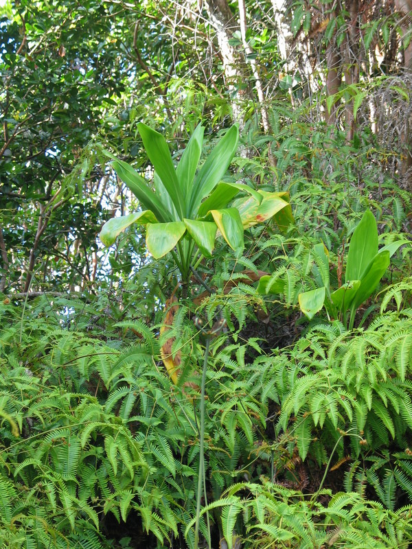 Ti and ferns