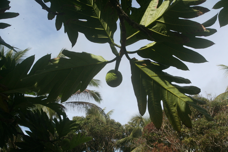 Breadfruit frond