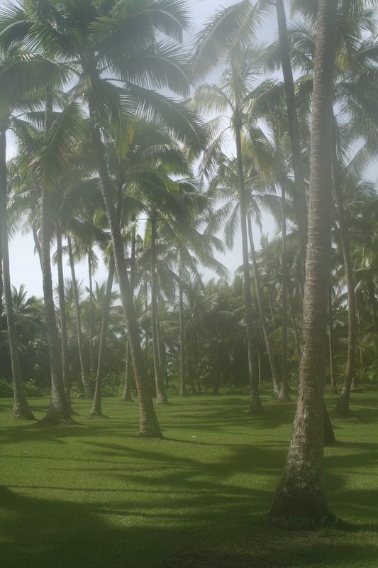 Dreamy palms