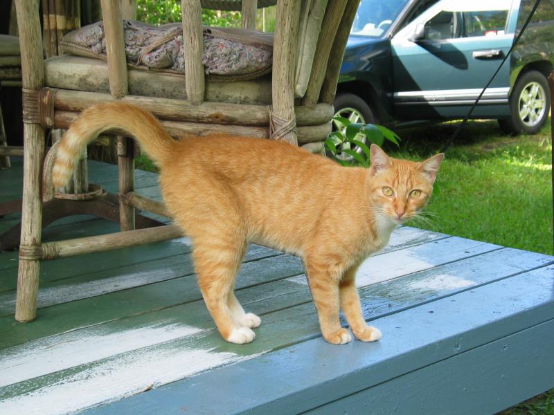 Fat kitten