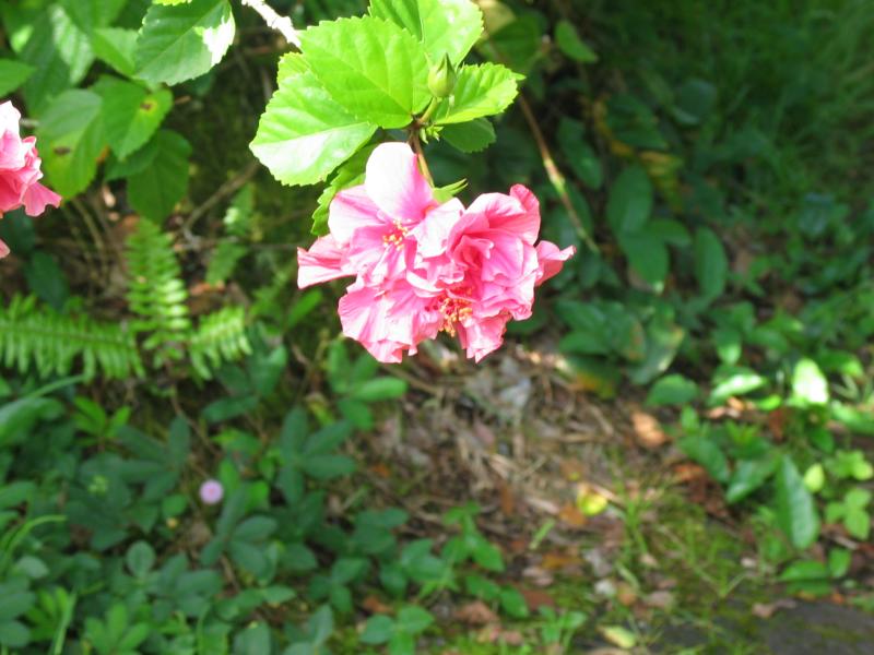 In jeans garden flower