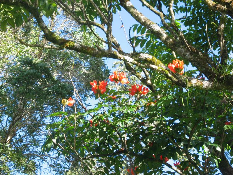 In jeans garden tree