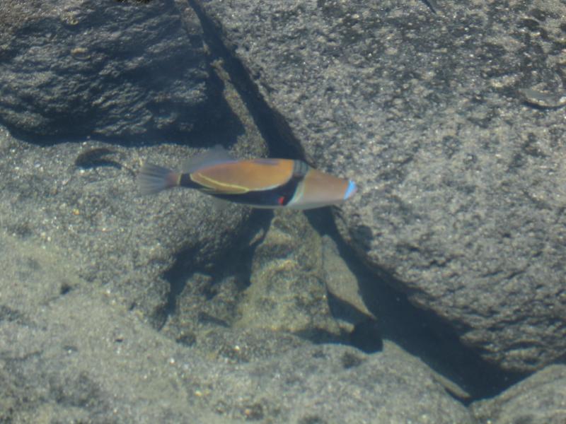 Triggerfish caught in tidepool