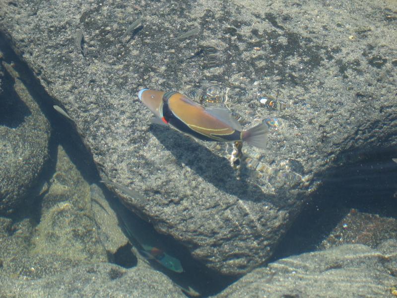Triggerfish in tidepool