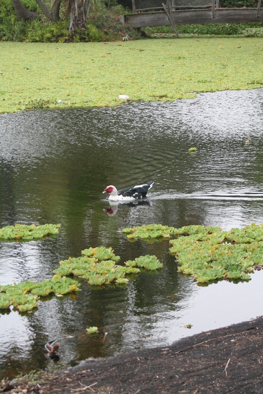 Bird and pool
